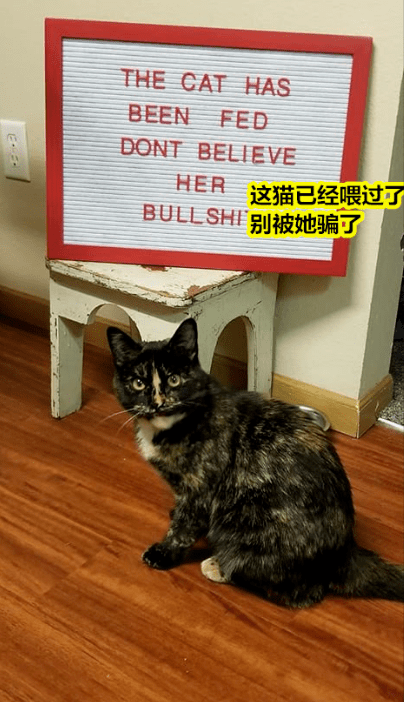 出名网红大橘猫因为胖，被仆人贴牌子“不要喂食”，网友：欺负猫不识字吗？