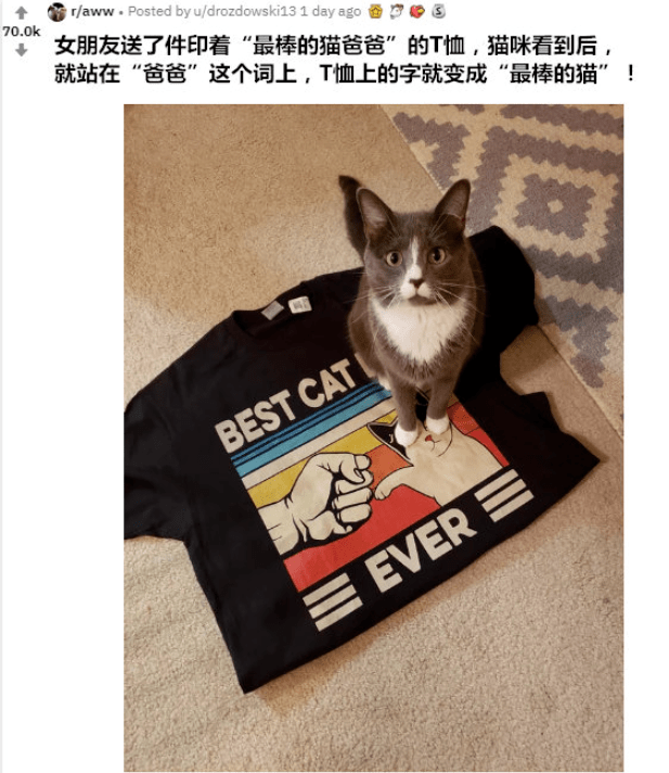 出名网红大橘猫因为胖，被仆人贴牌子“不要喂食”，网友：欺负猫不识字吗？