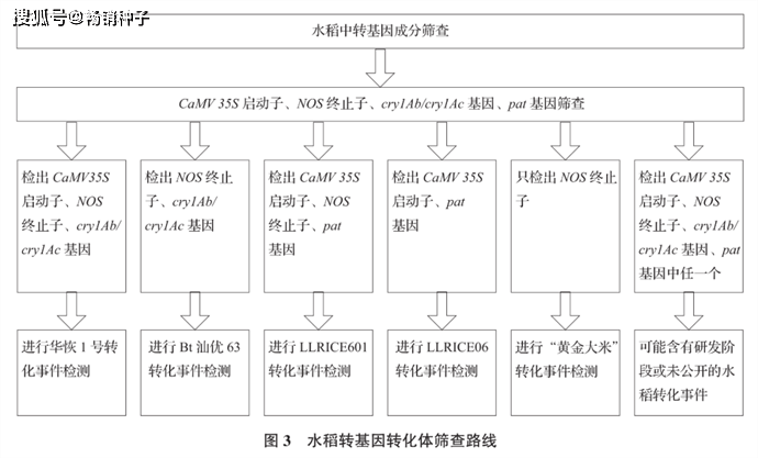 次要农做物种子中若何快速、准确、高效筛查转基因成分？