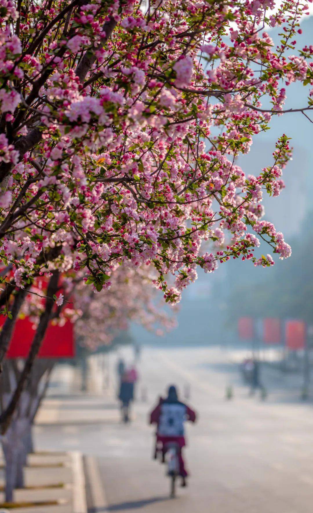 又是一年海棠花开！济南那些处所已经美如画卷！