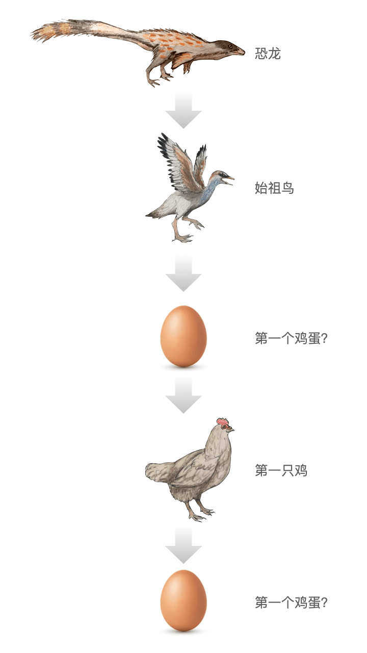 先有鸡仍是先有蛋？| 1分钟科学01