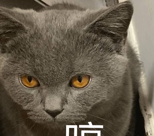 便宜的猫要多少钱_便宜的宠物猫多少钱_低价宠物猫