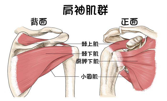 握距与背部训练事实有什么关系？