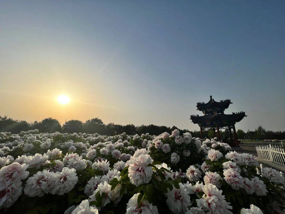 菏泽牡丹节①|曹州牡丹甲全国 探秘菏泽牡丹“缘”