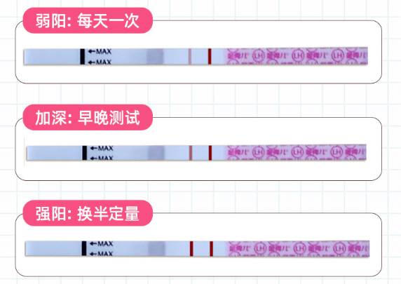 想要实现“儿女双全”，排卵日同房就能够了吗？