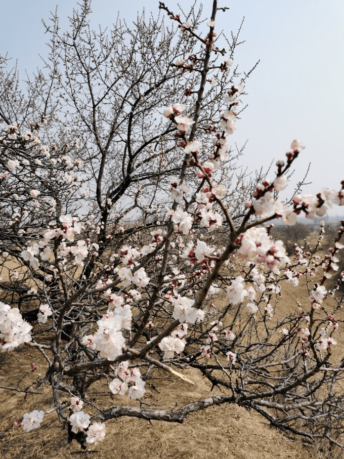 村落复兴 | 春满秀容 “忻”景怡人