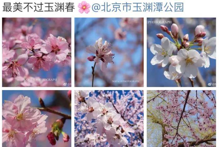 《全国春季赏花指南》新颖出炉！樱花篇1