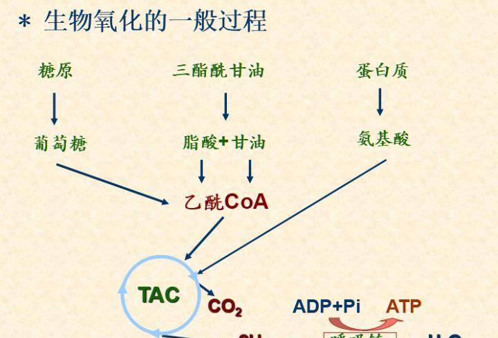 一般人能活良多年，每天都吸氧气，有想过可能是一种“毒气”吗？