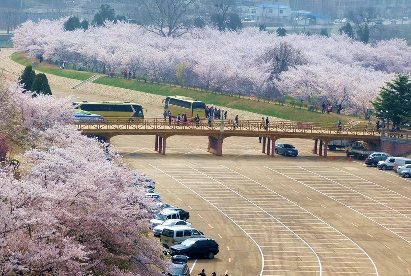 《全国春季赏花指南》新颖出炉！樱花篇1