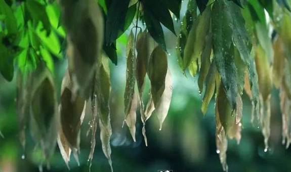 烟雨夜读 ｜ 素衣莫刮风尘叹