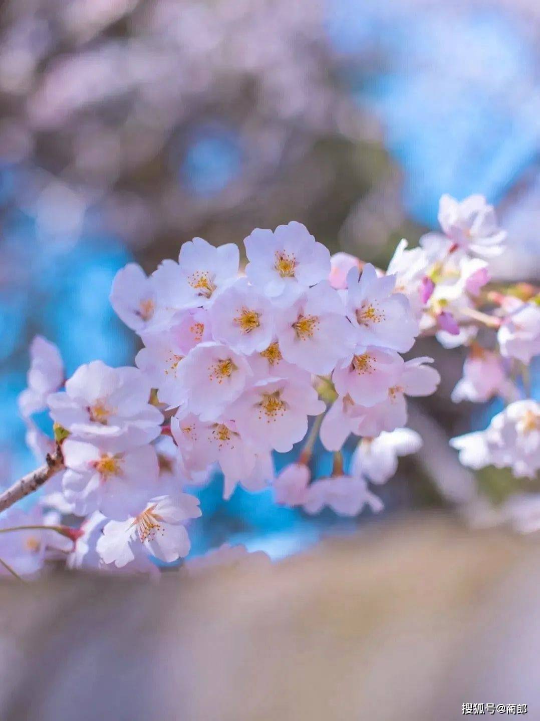 北方樱花之城：4月不来那座樱花开满的城市看看，会遗憾整个春天