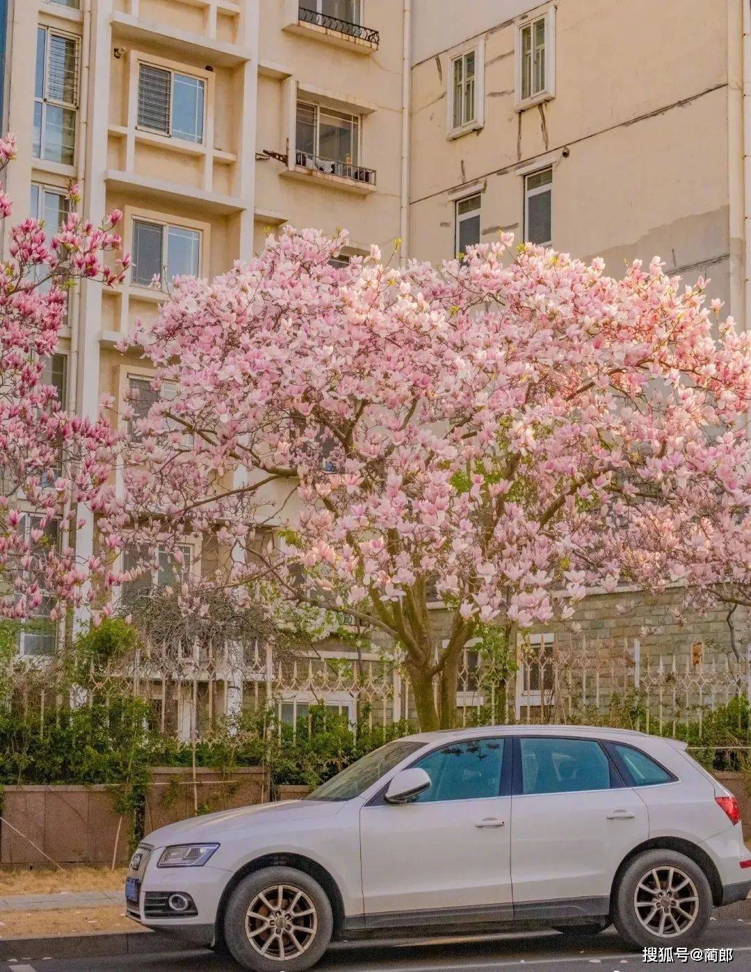 北方樱花之城：4月不来那座樱花开满的城市看看，会遗憾整个春天