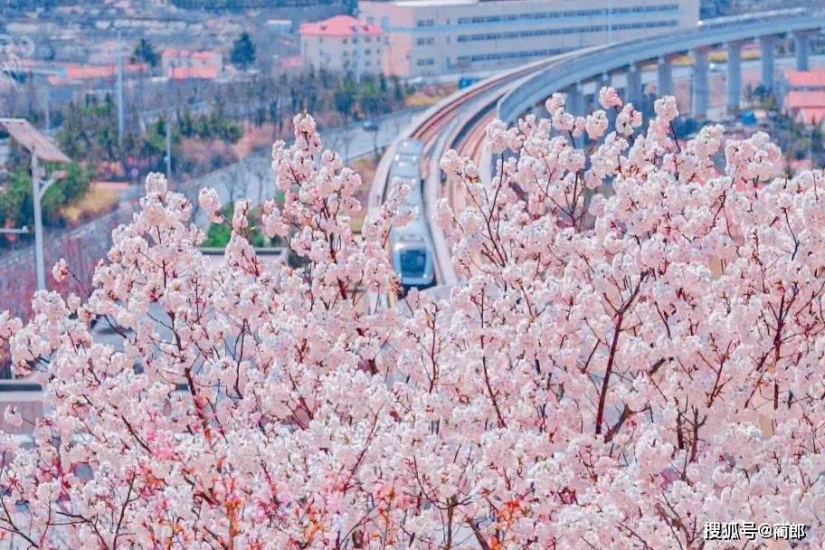 北方樱花之城：4月不来那座樱花开满的城市看看，会遗憾整个春天