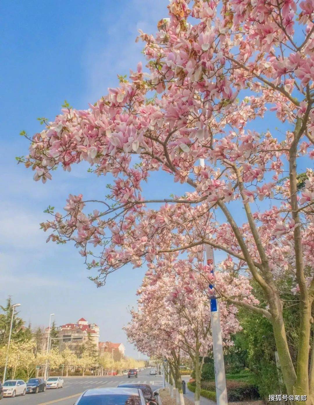 北方樱花之城：4月不来那座樱花开满的城市看看，会遗憾整个春天