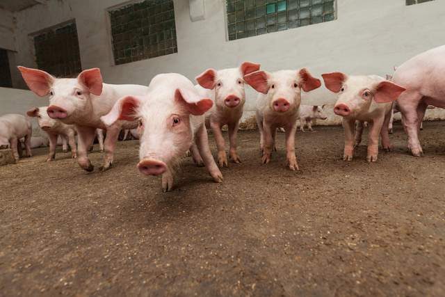 农副产品：生猪市场新变化