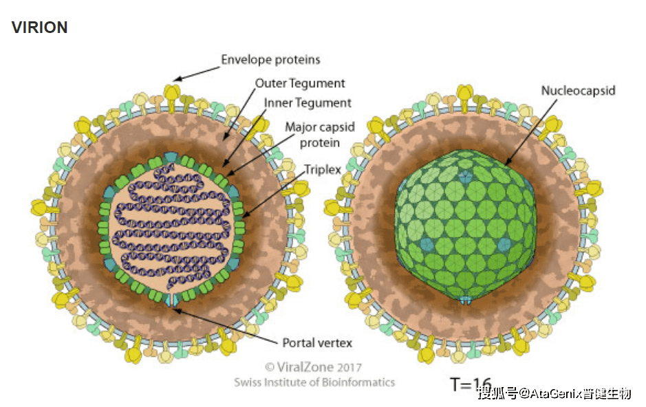 引发百亿市场争夺战的带状疱疹病毒（vzv）到底是何方神圣？