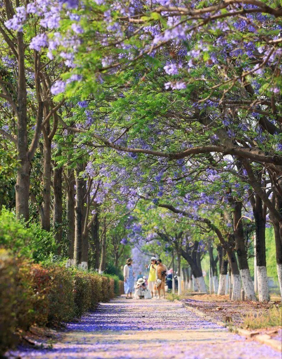 大理蓝花楹｜波罗河沿岸美景！（附游戏攻略）