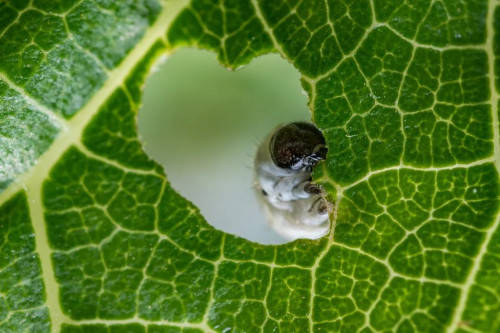 遇见声动吴江 |丝韵震泽,“桑田蚕语”奏华章(遇见无声)