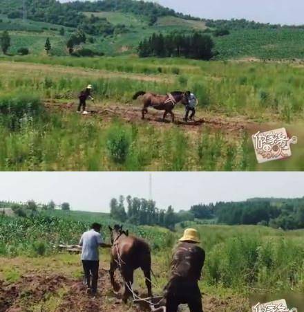 九游会J9 J9九游会魏大勋开荒犁地！解锁不少新农艺！看到这一幕你想到了什么？(图2)