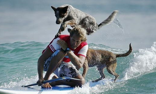 宠物小知识：狗狗的心血管系统的组成以及心血管系统的特征-第3张图片-冲锋网