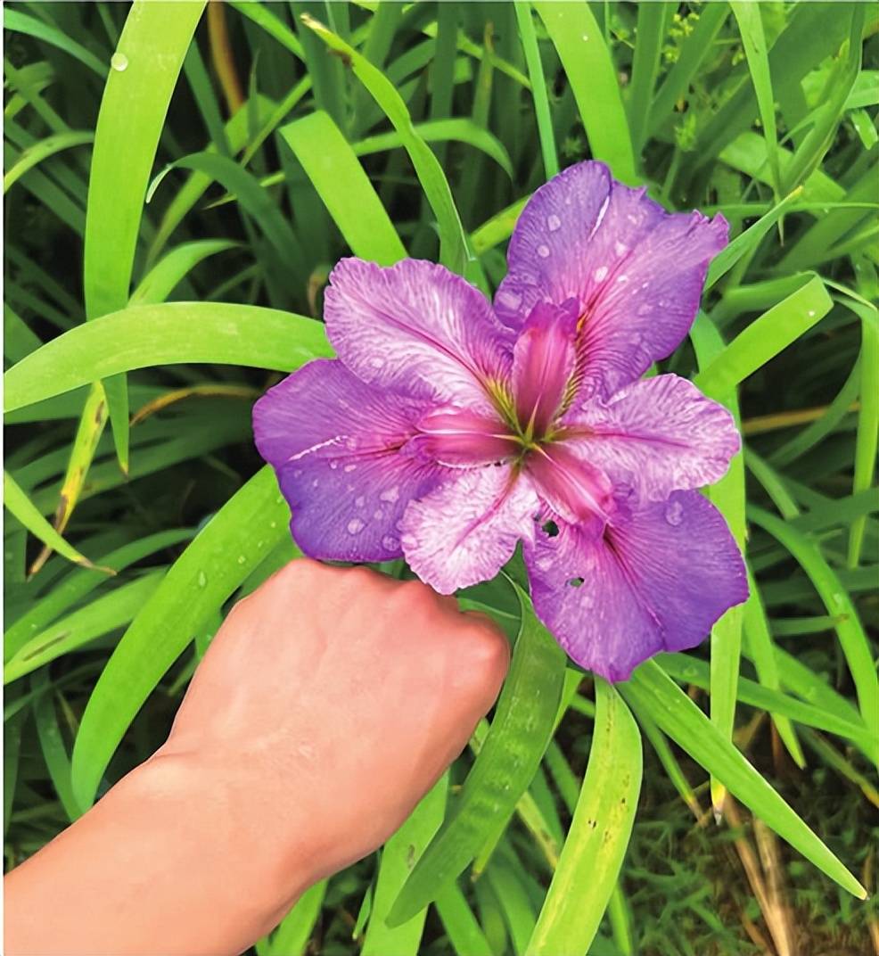 水上蝴蝶—果博官网鸢尾花(图4)