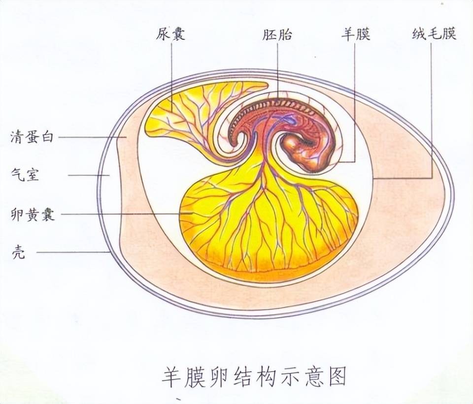 羊膜卵其实就是让幼体在卵中发育，从而跳过水中生长的过程，以此来适应