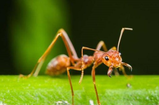 宠物护理小知识：蚂蚁喷雾剂会伤害我的猫咪吗？-第1张图片-冲锋网