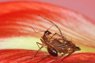 宠物护理小知识：蚂蚁喷雾剂会伤害我的猫咪吗？-第4张图片-冲锋网