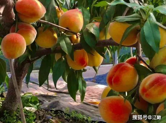 开云 开云体育平台吉林市丰满区：“现代农业+乡村旅游”助推城乡融合发展提质升级(图2)