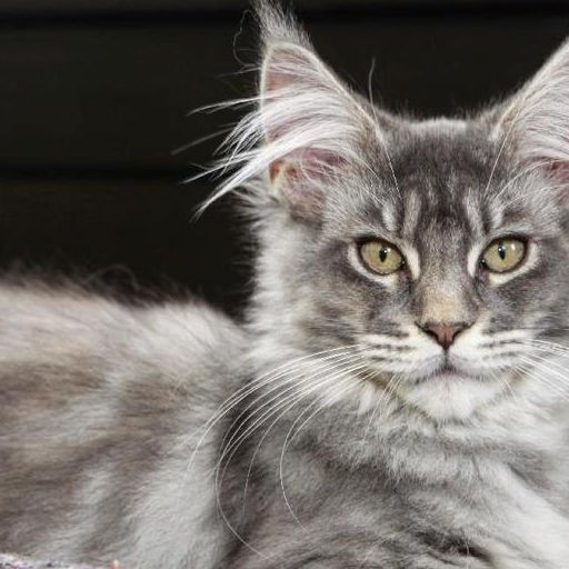 缅因猫寿命有多长，该怎么喂养，国内缅因猫舍哪家好，宠物小知识-第3张图片-冲锋网