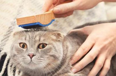 宠物知识：猫的毛突然大片打结，猫毛打结成块怎么弄开-第1张图片-冲锋网