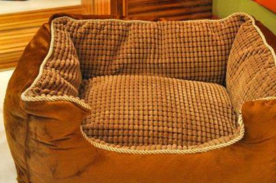 宠物知识：泰迪犬耳螨的并发症，泰迪犬有耳螨会厌食吗-第3张图片-冲锋网