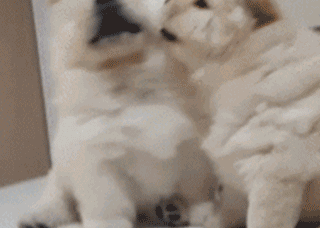 宠物百科：松狮，原来你的本名叫獢獢-第14张图片-冲锋网