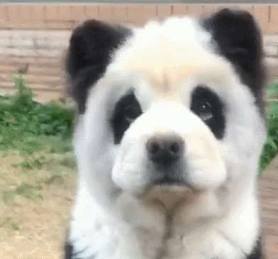 宠物百科：松狮，原来你的本名叫獢獢-第2张图片-冲锋网