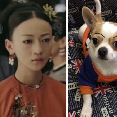 宠物百科：最小的宠物犬之一 吉娃娃-第10张图片-冲锋网