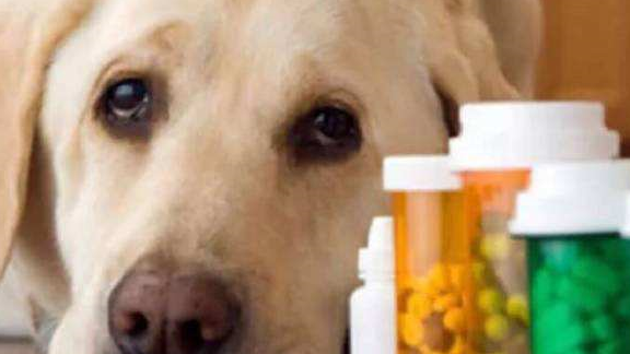 萌新主人第一次养宠物，可狗狗回家之后要怎么养？4个知识点解决-第5张图片-冲锋网