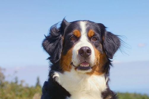 宠物小知识：伯恩山犬的骨软骨症-第4张图片-冲锋网