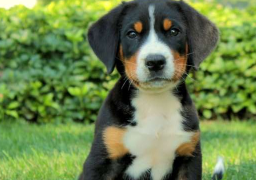 宠物小知识：伯恩山犬的骨软骨症-第5张图片-冲锋网