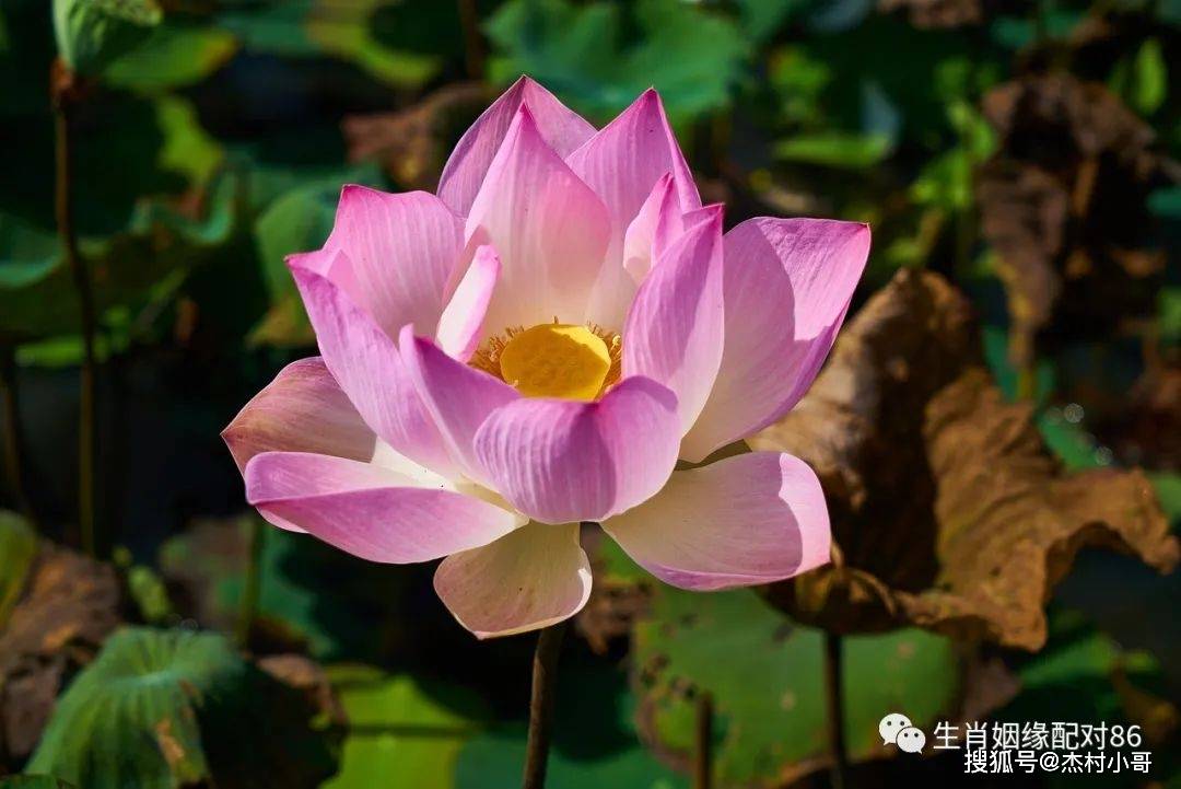 原创女人脾气与生肖息息相关，这些属相堪称“母老虎”，到却很旺夫