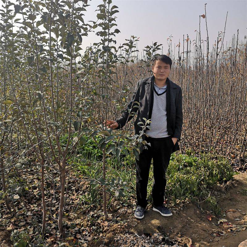 苹果树苗批发市场