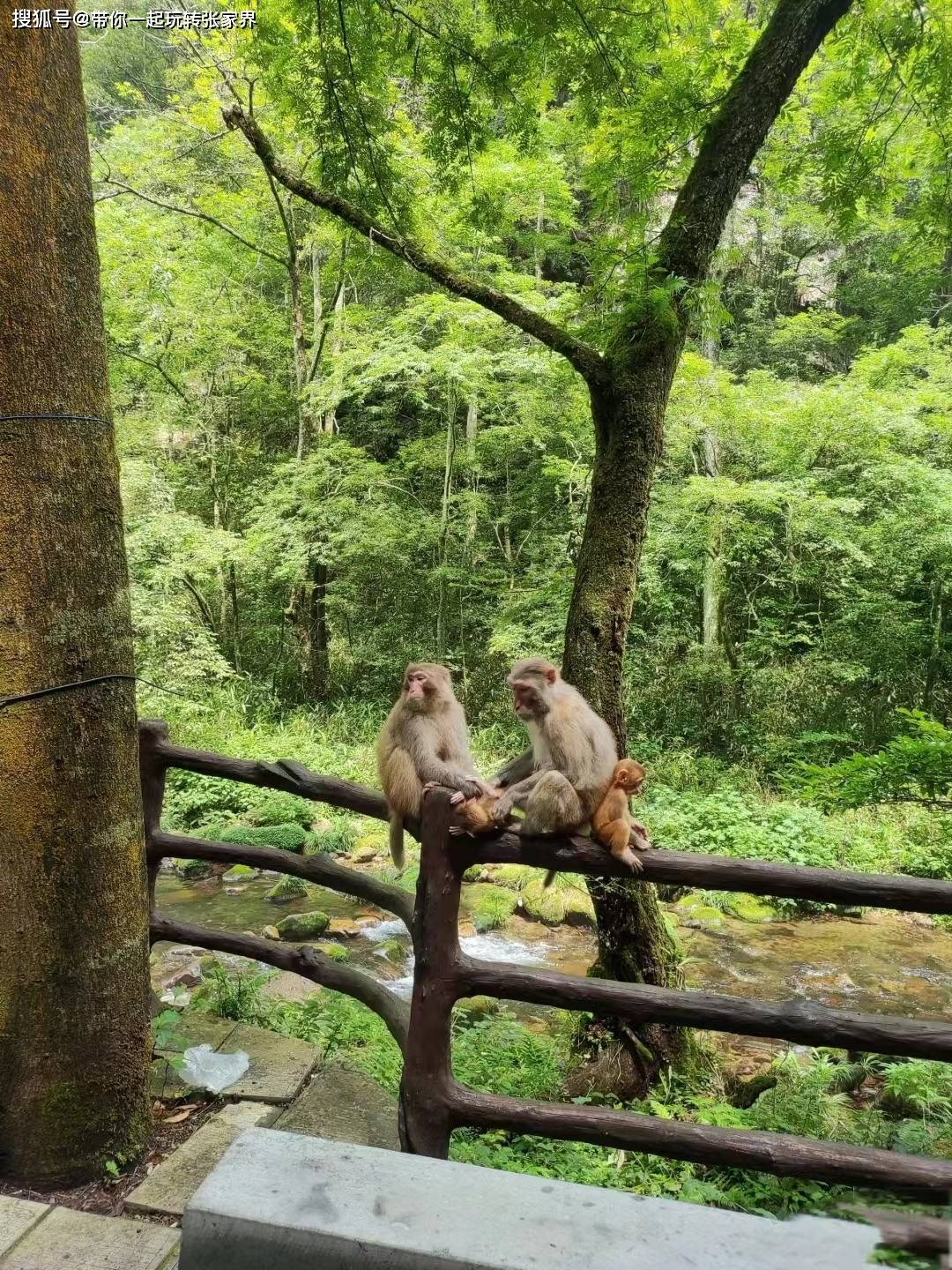 国内最受欢迎的旅游城市张家界凤凰古城5天自由行旅游攻略