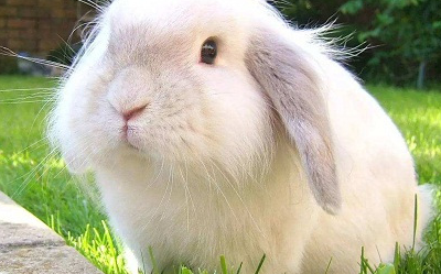 兔兔那些事儿：安哥拉缺维生素怎么补，安哥拉缺维生素吃什么