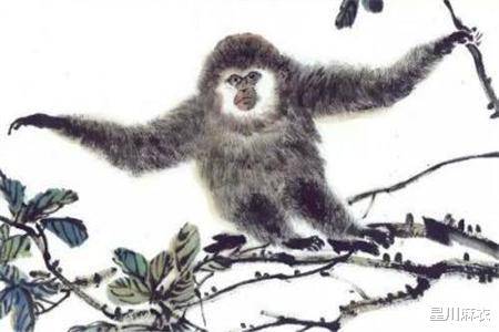 金光闪闪，令人心贪。望翠楼帘卷金钩打一个生肖是啥动物，答案解析解释