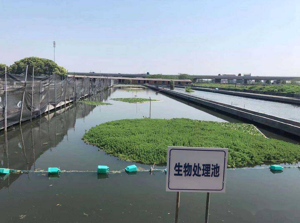 生态塘为1#和2#净化池串联起来的,每个生态塘的形状
