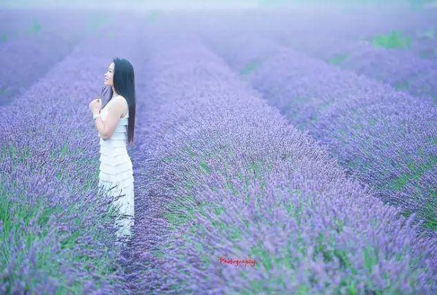 【雪浪山薰衣草节 渤公岛 抖音超火彩虹步道】花海美出天际,再不去就