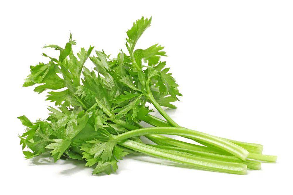 西芹菜怎么生吃 f39c43f45078458fabd2c987922b1d33.jpeg