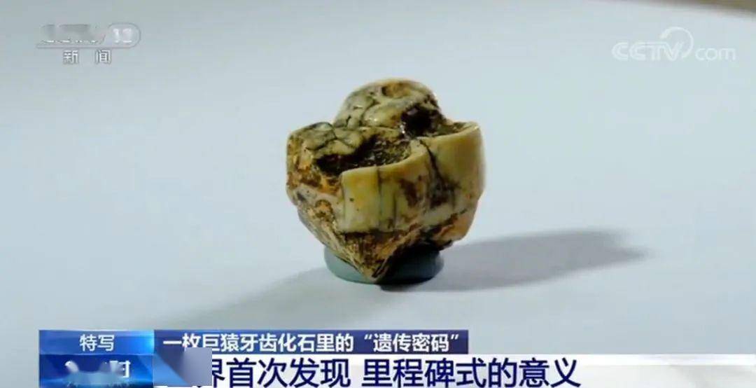 通过对牙齿化石的研究,科学家们表示:在200万年前,巨猿可能是地球上
