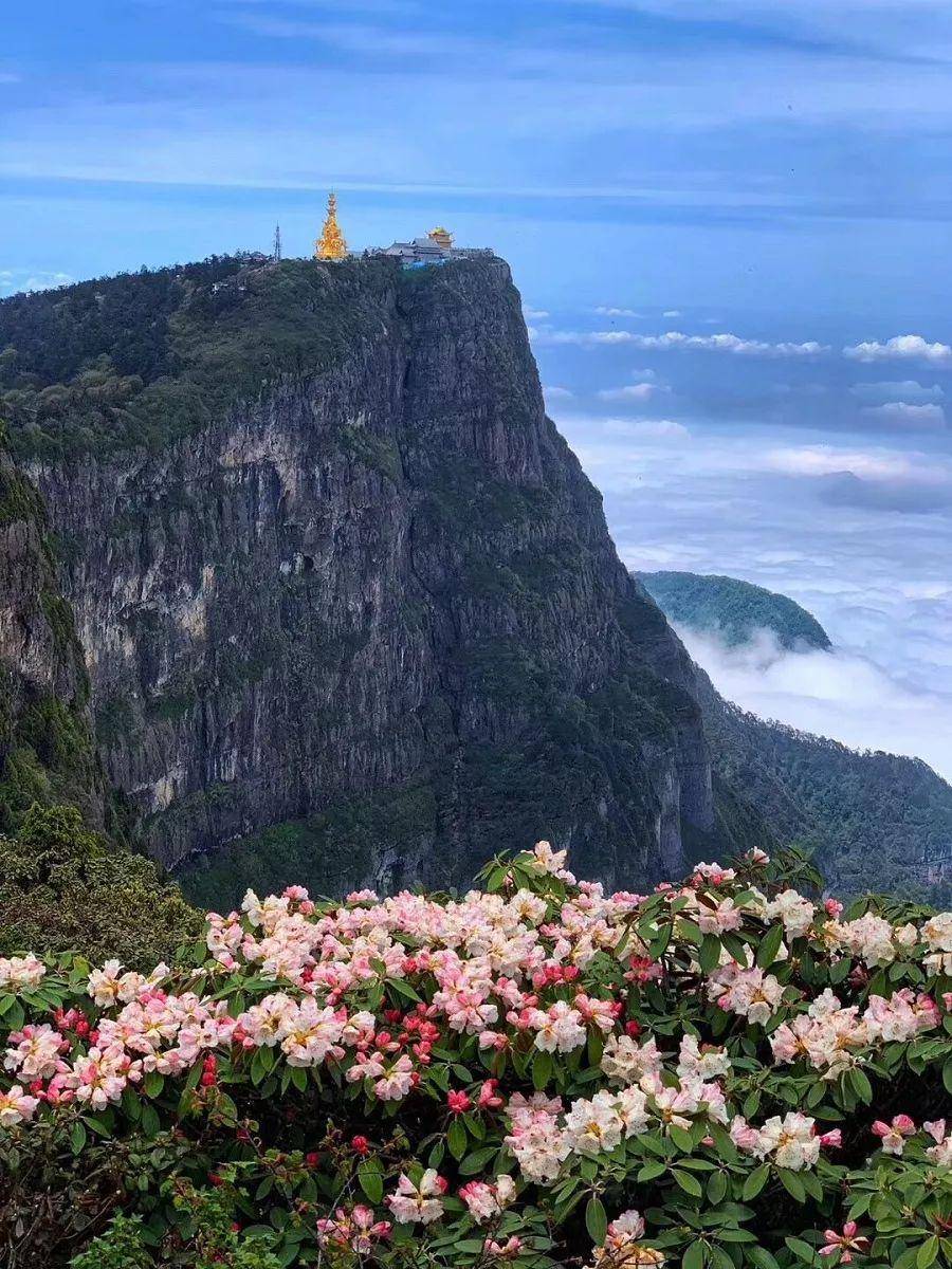 这些峨眉山杜鹃花的名场面我不允许你们没看过