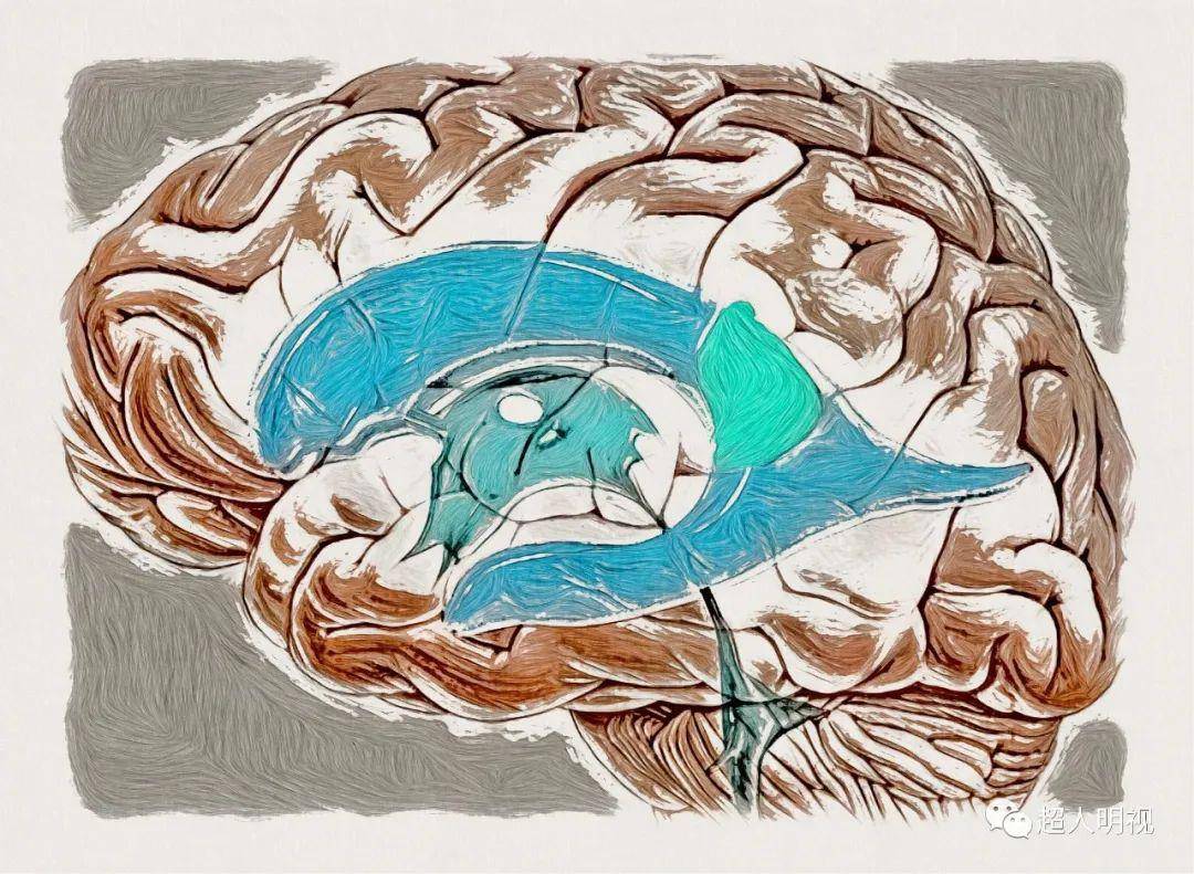 明确前角和后角内没有脉络丛上图:从前往后看,脑室是这个样子的上图