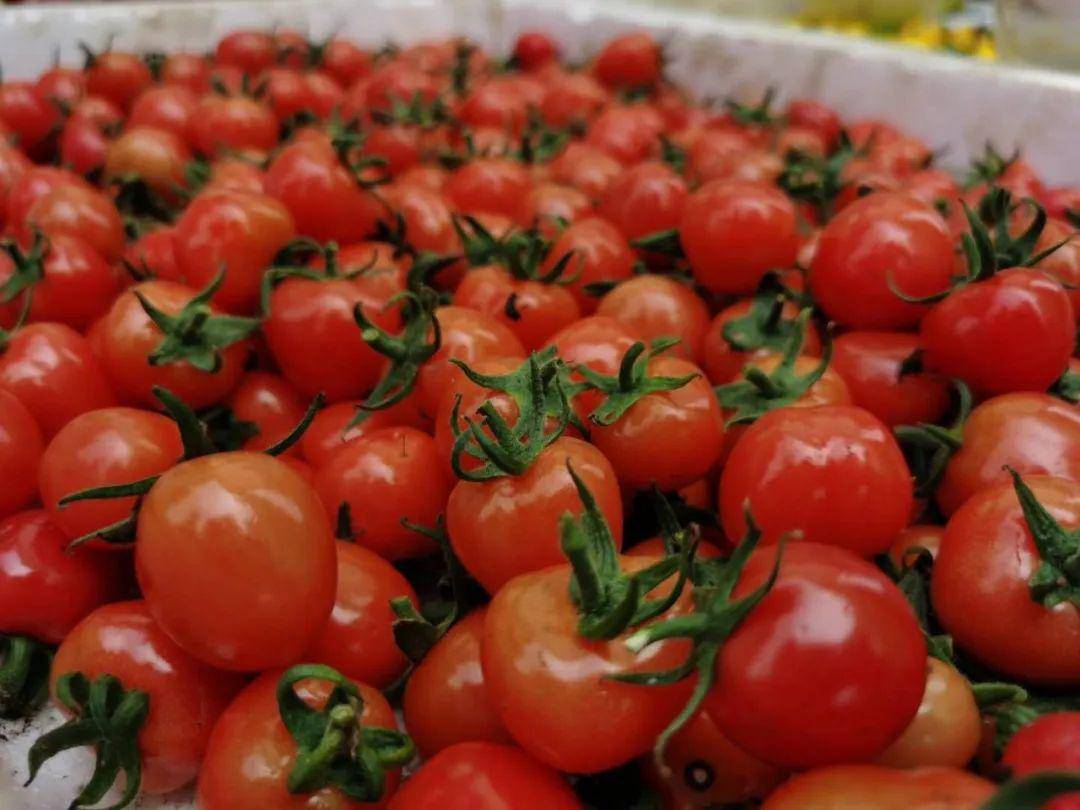 现在可以种西红柿和辣椒吗 b7e4db7928604230974a80e50791a8af.jpeg